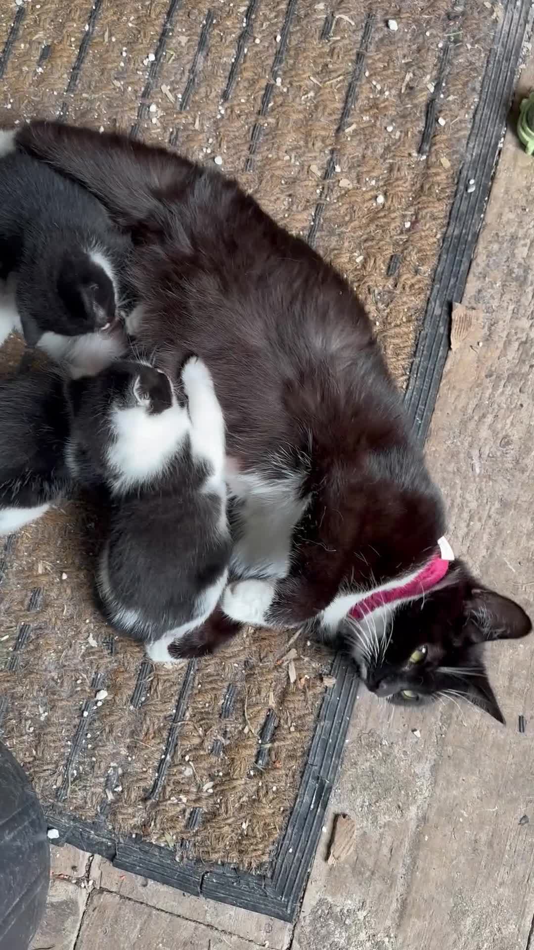 Mixed Breed cats for sale: Three kittens  - Video 1
