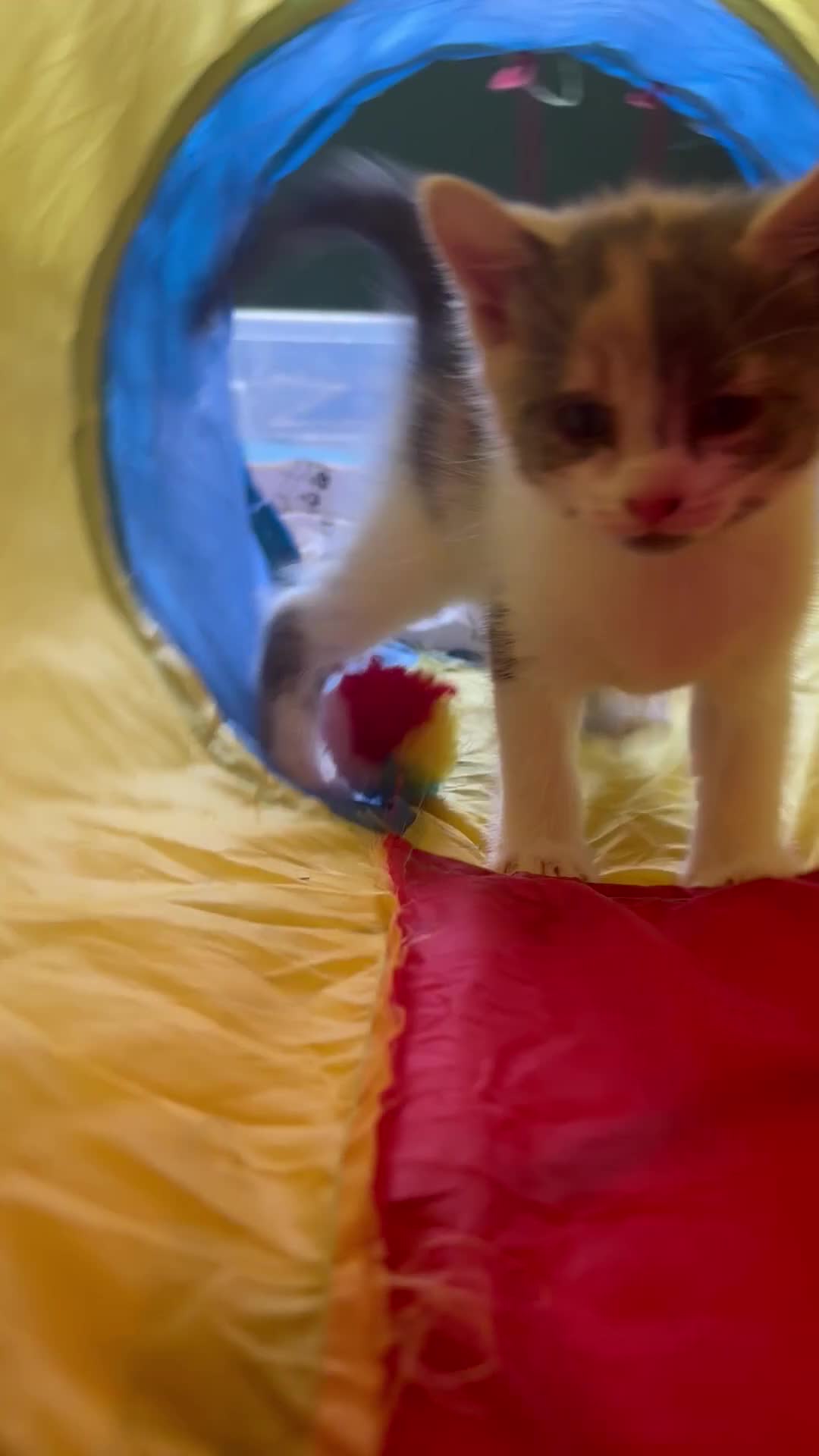 British Shorthair cats for sale: Adorable Kittens Looking for Loving Homes - Video 1