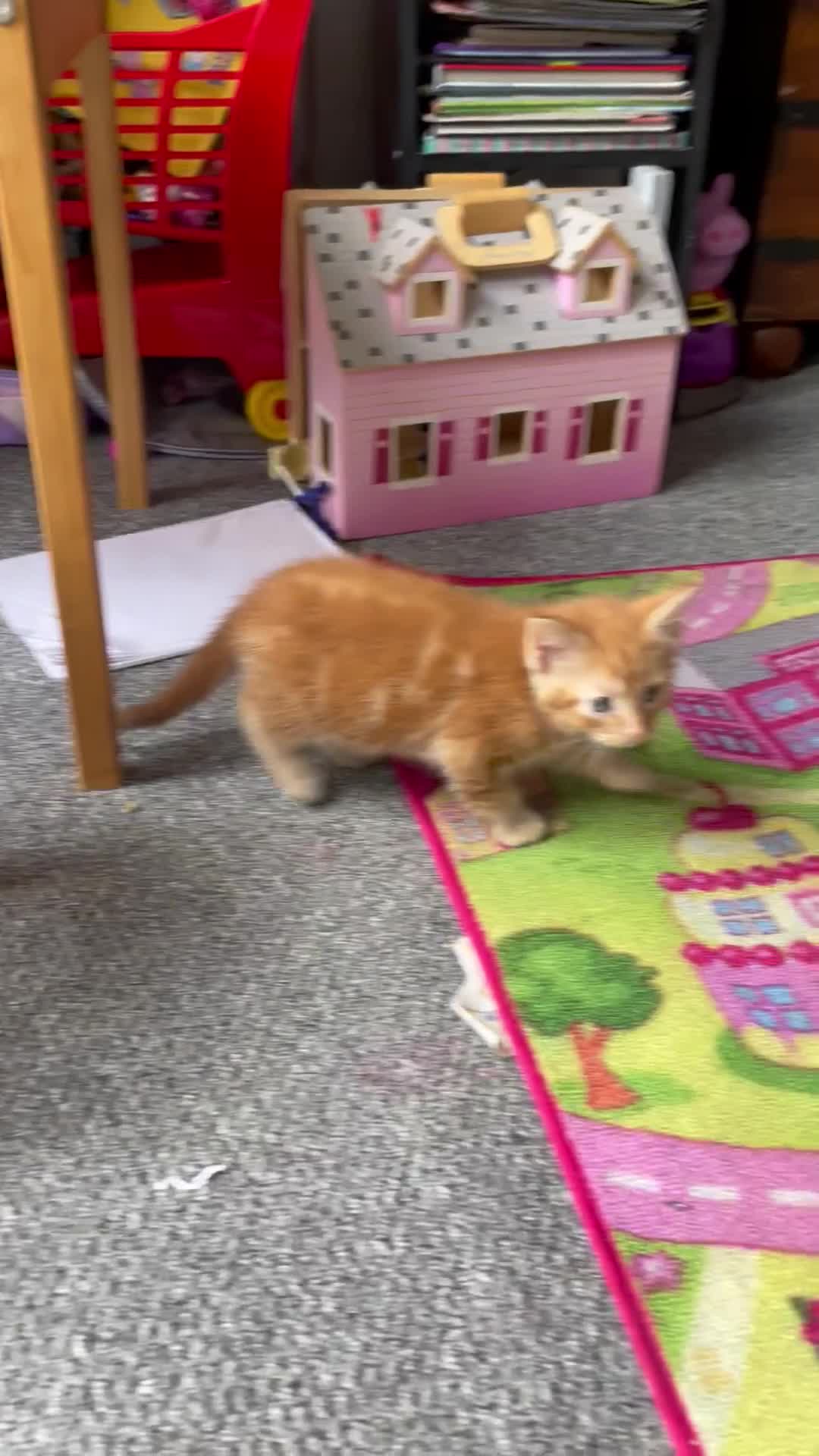 Mixed Breed cats for sale: Beautiful little kittens - Video 1