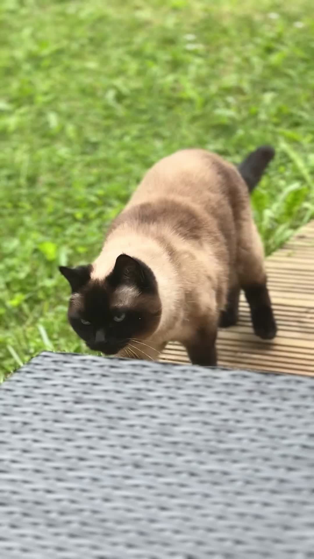 Siamese cats for sale: oft and Sweet cat to adoption for £0 - Video 1