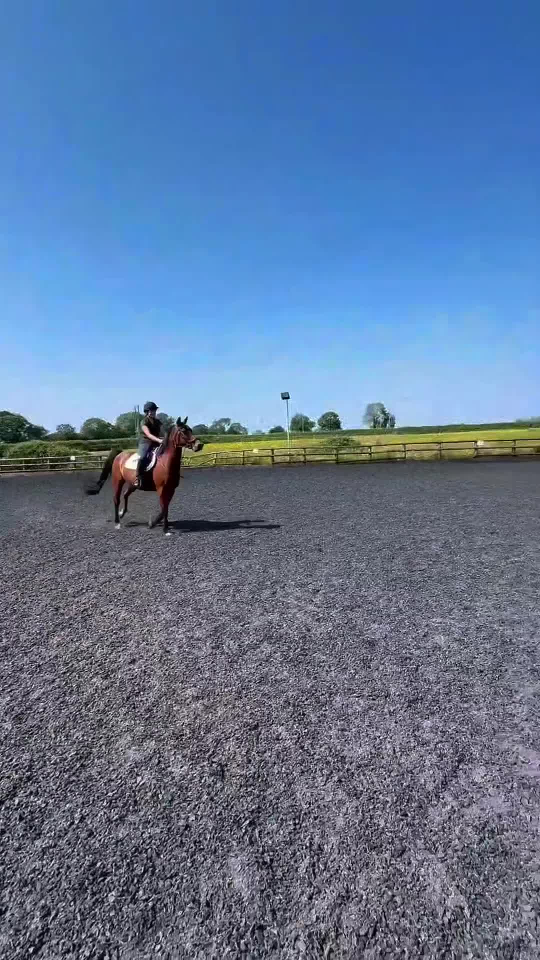 Arabian horse horses for sale: 15.3 gelding looking for a new home - Video 1
