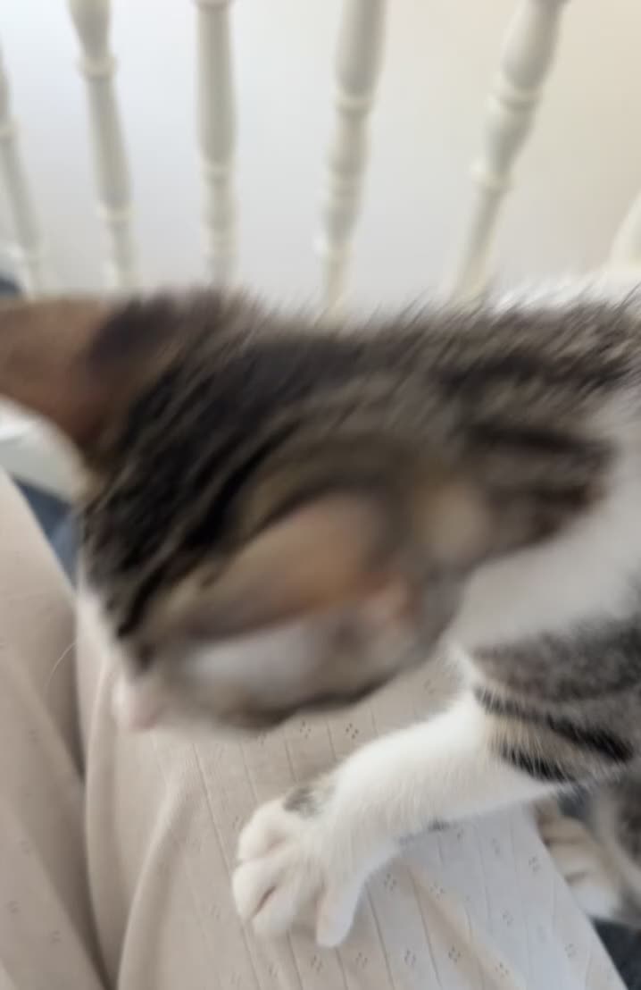 Mixed Breed cats for sale: Cute maine coone + domestic shorthair kittens - Video 2