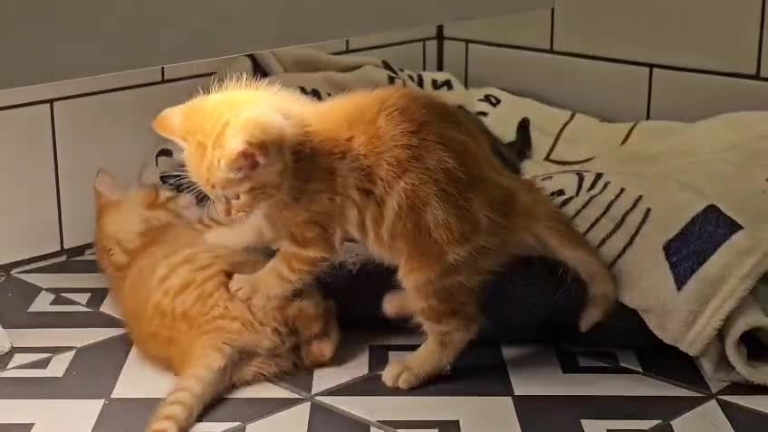 Domestic Shorthair cats for sale: 3 Adorable Kittens for Sale - Video 2