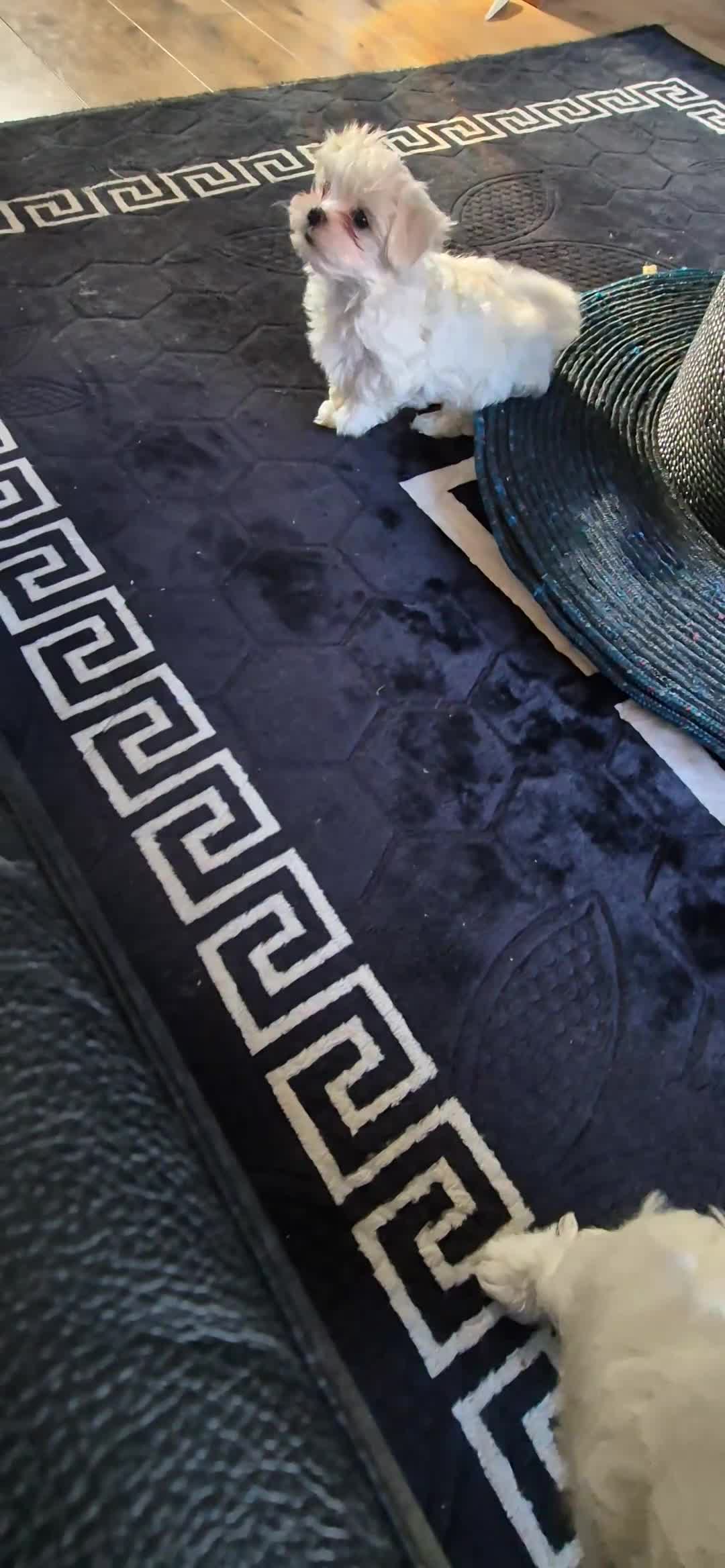 Maltese dogs for sale: Maltese kc registered two beautiful boys  - Video 2