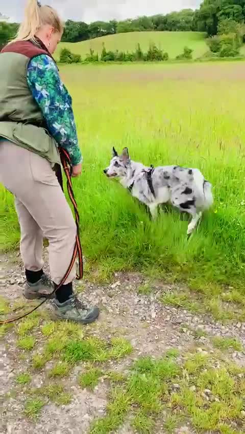 Border Collie dogs for stud: PROVEN! STUD ONLY! Stunning Merle Border Collie. in Coventry - Video 1