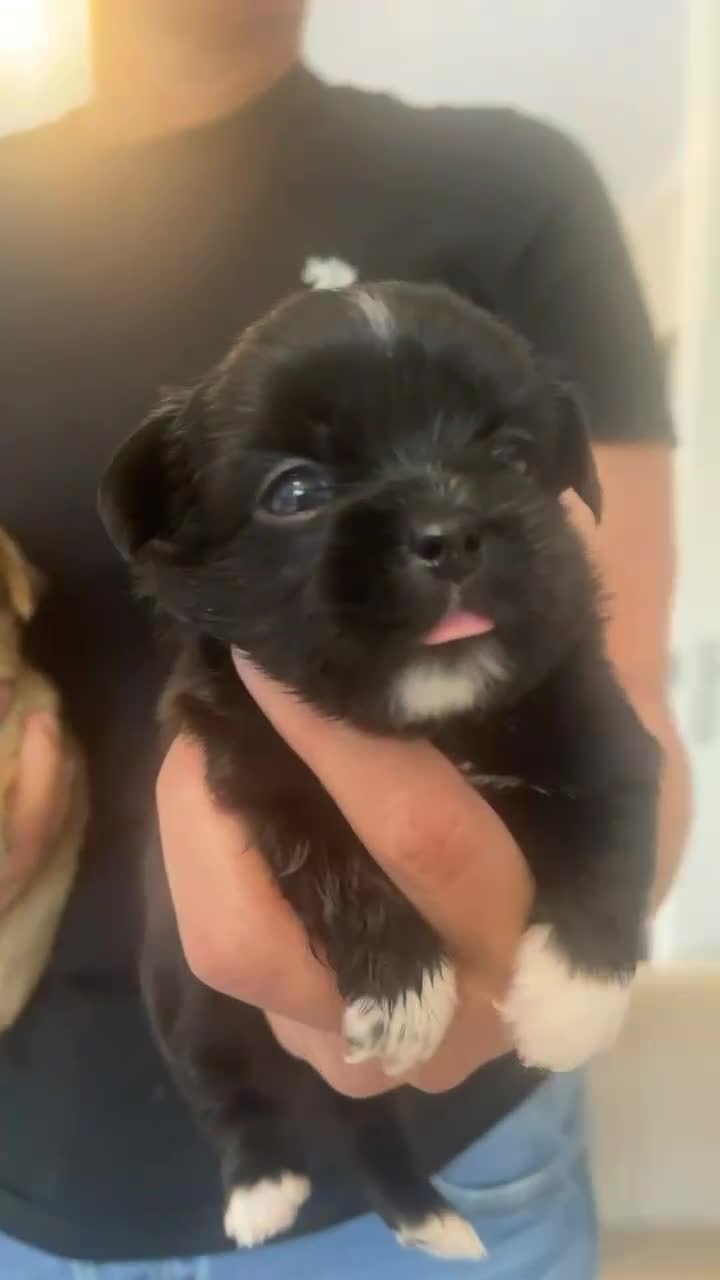 Mixed Breed dogs for sale: Last one little boy SHIHchi baby left ❤️ - Video 2