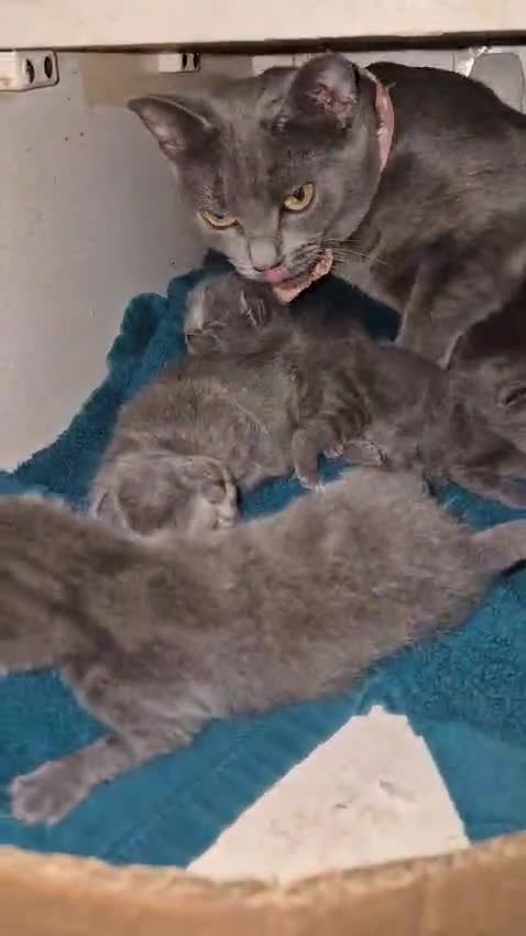 Russian Blue cats for sale: Blue Russian kittens - Video 1
