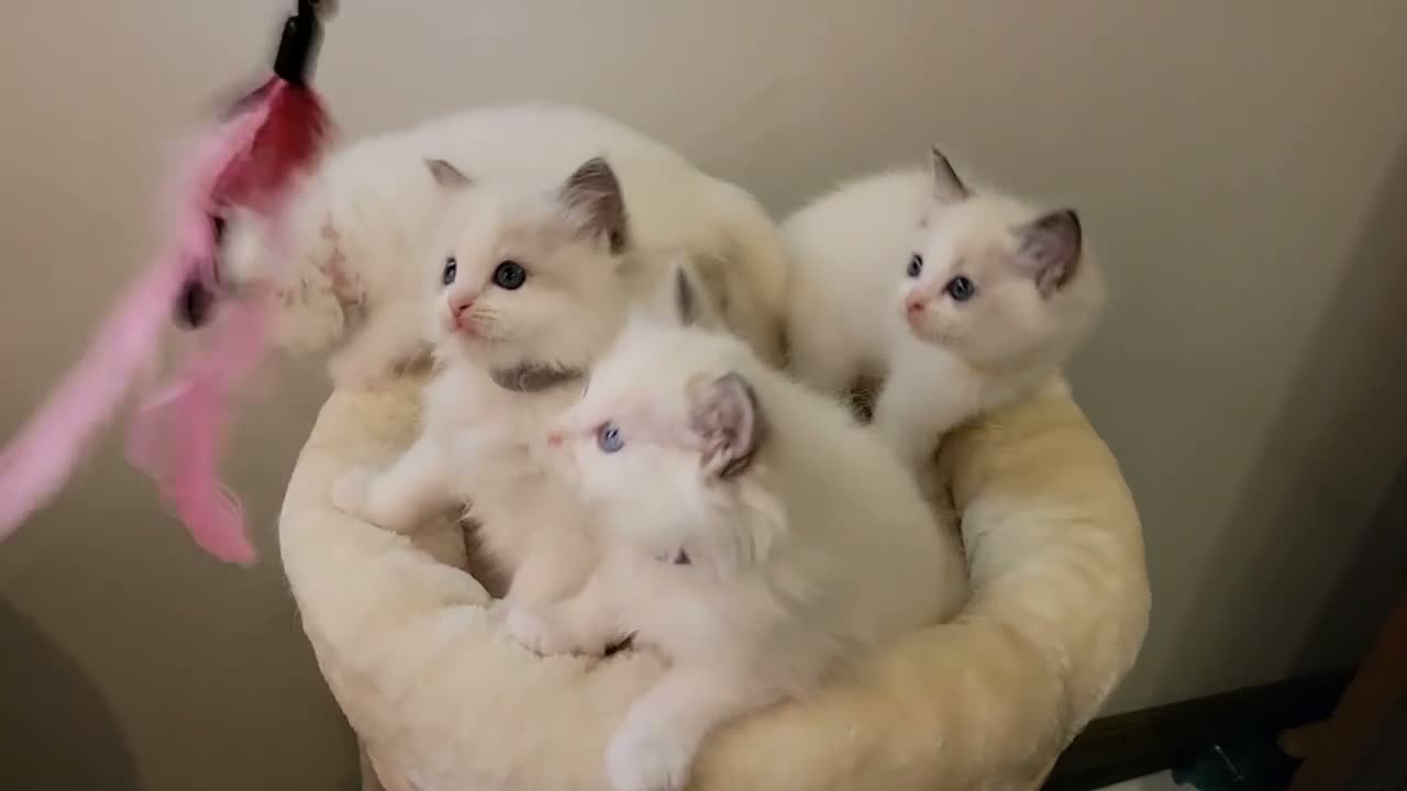 Ragdoll cats for sale: 💖 Champion-Line Ragdoll Kittens Seeking Homes 💖 in London - Video 1