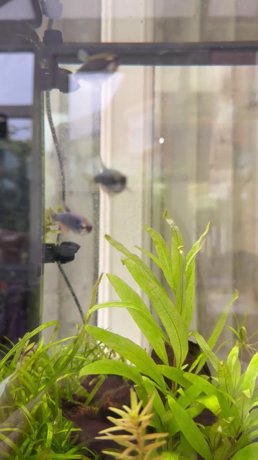 Tetras fish for sale: 5x Kerri Blue Tetra - Video 1