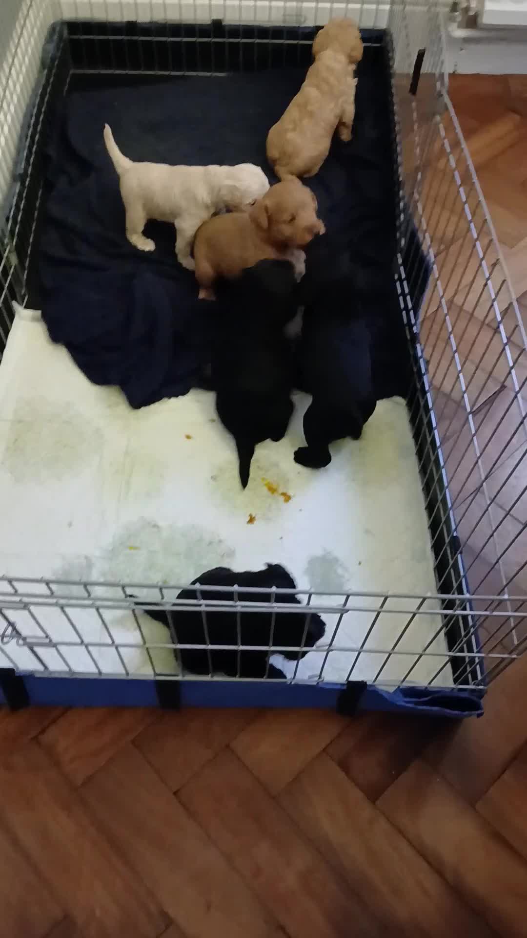 Schnoodle dogs for sale: Schnoodle puppies  - Video 1