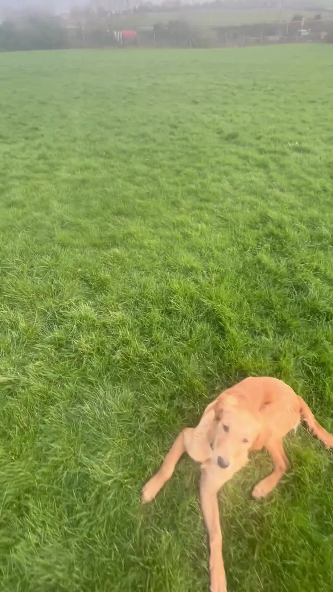 Golden Retriever dogs for sale: Trained Golden Retriever for sale  - Video 1