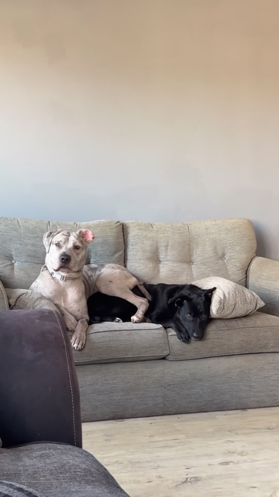 Mixed Breed dogs for sale: Beautiful Merle Mastiff - Video 2