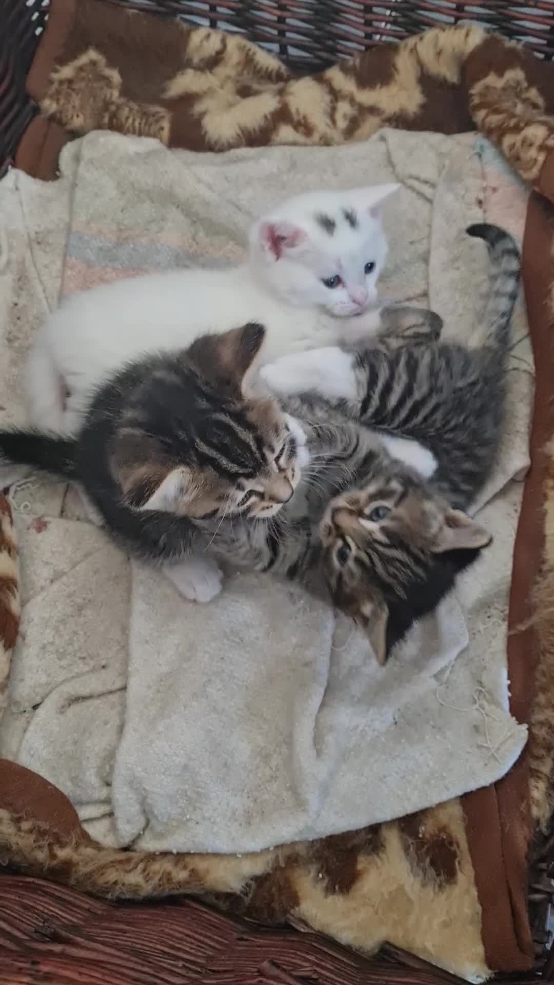 Ragdoll cats for sale: White ragdoll for sale  - Video 1