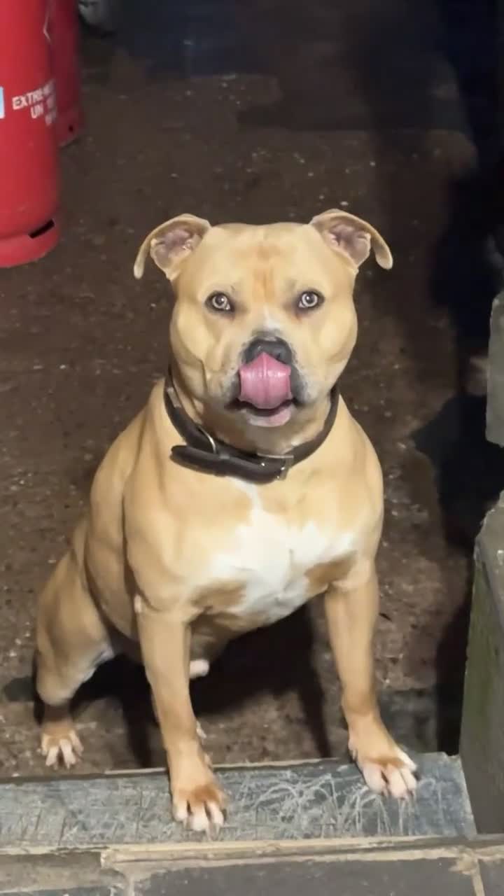 American Bull Staffy dogs for stud: *stud only * Powder our beautiful staff - Video 3