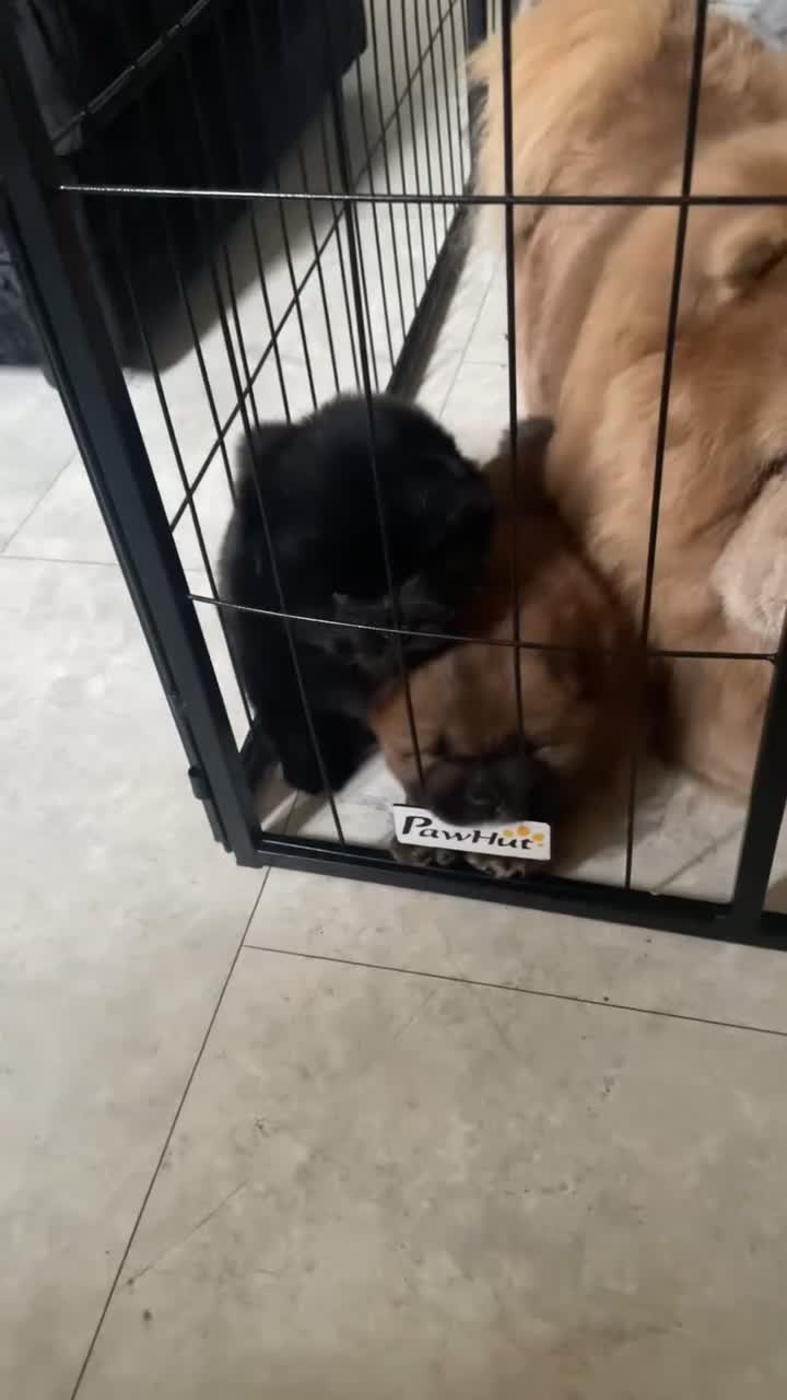 Chow Chow dogs for sale: Black and brown male chow chows  - Video 1
