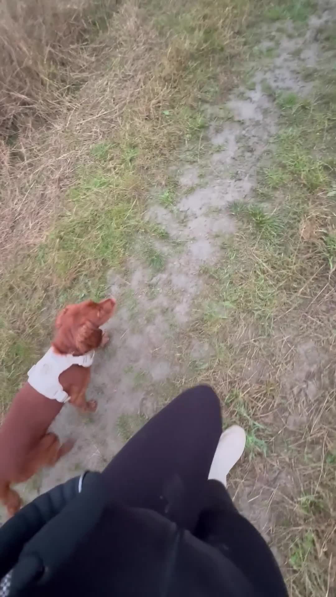 Cocker Spaniel dogs for stud: KC Registered Fox Red Cocker Spaniel for STUD in Knottingley - Video 2