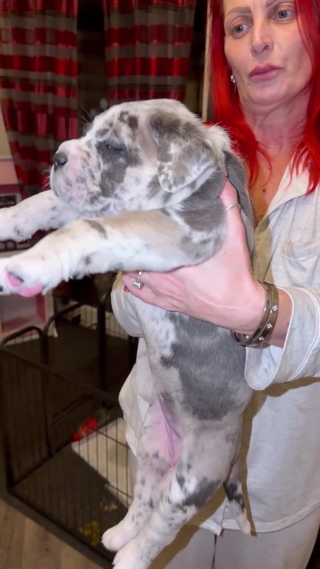 Cane Corso dogs for sale: Champion Bloodline Cane Corso Pups - Video 2