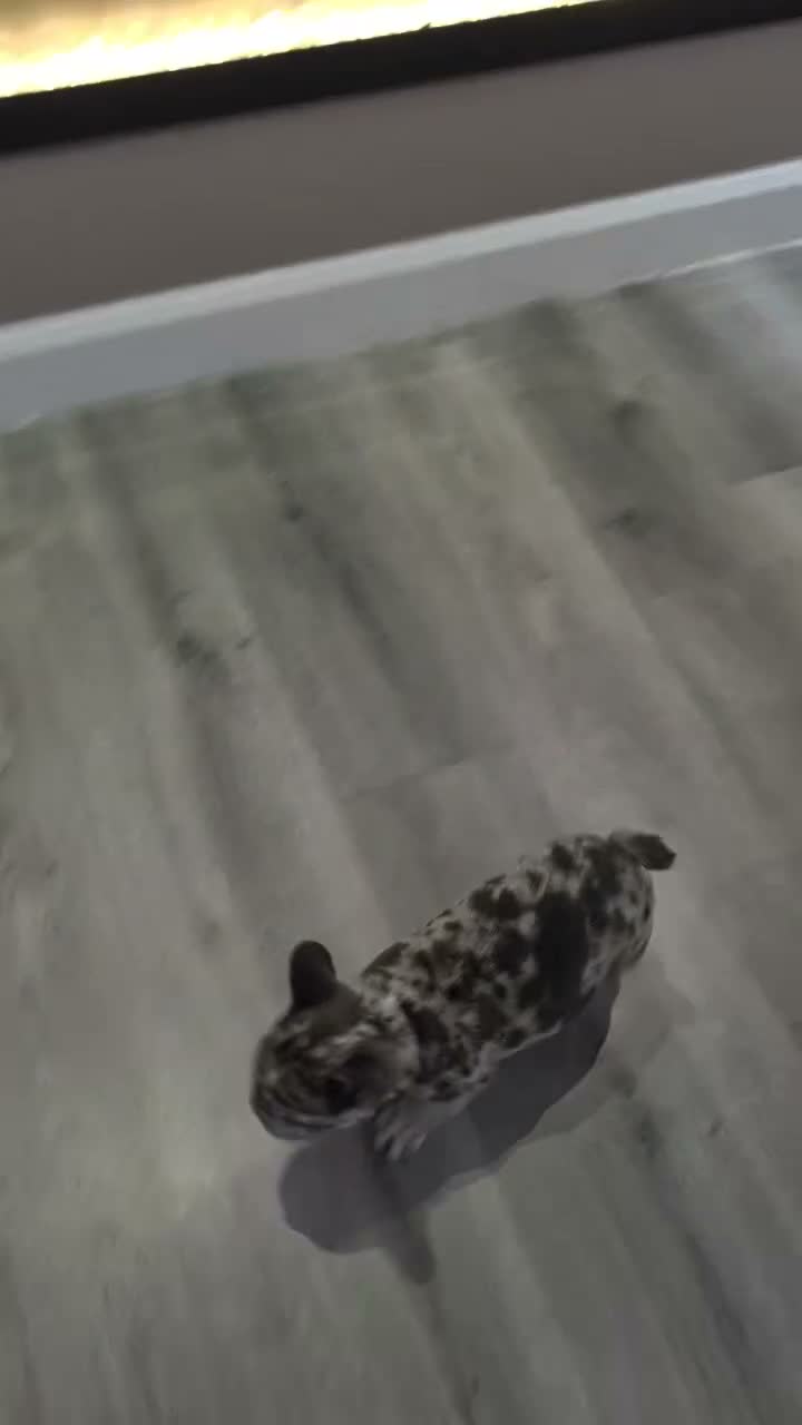 French Bulldog dogs for sale: Beautiful Merle Frenchie Girls in Aberdeen - Video 1