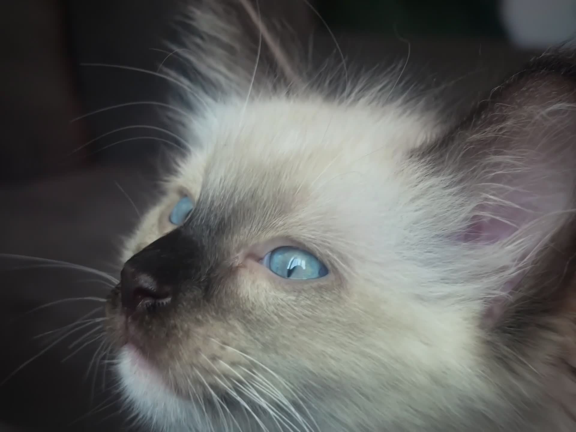 Ragdoll cats for sale: Pure Ragdoll kittens - 2 females, one male  in Saint Austell - Video 1