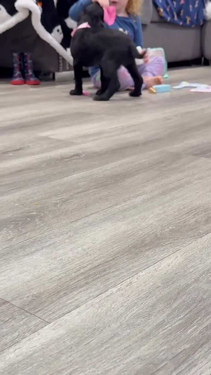 Cocker Spaniel dogs for sale: READY NOW 1 BLACK GIRL COCKER SPANIELS AVAILABLE  - Video 1