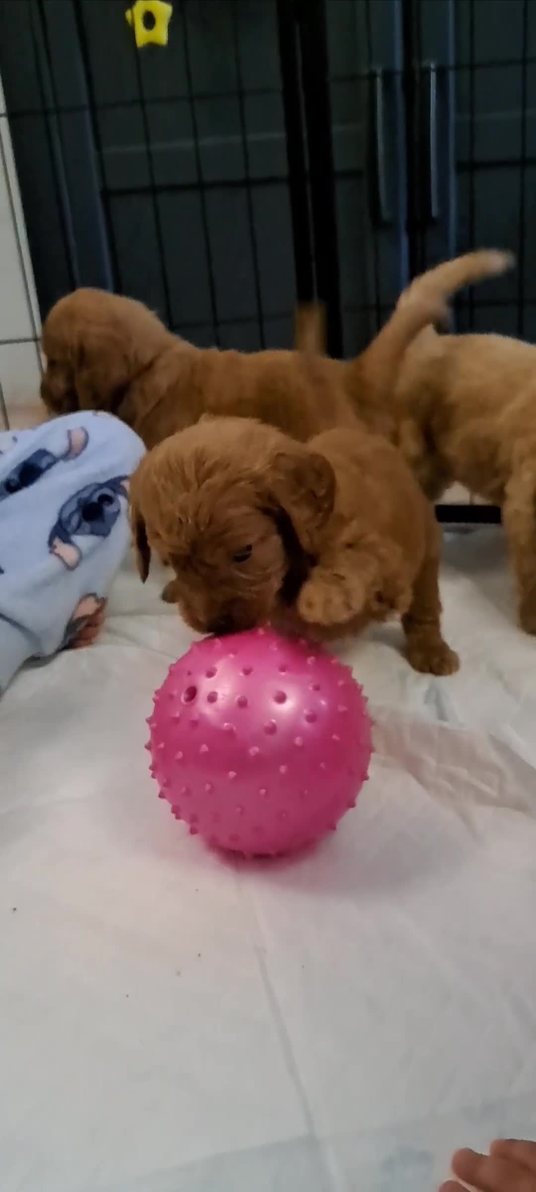 Goldendoodle dogs for sale: Adorable F1 Goldendoodle Puppies — Ready Now! - Video 1