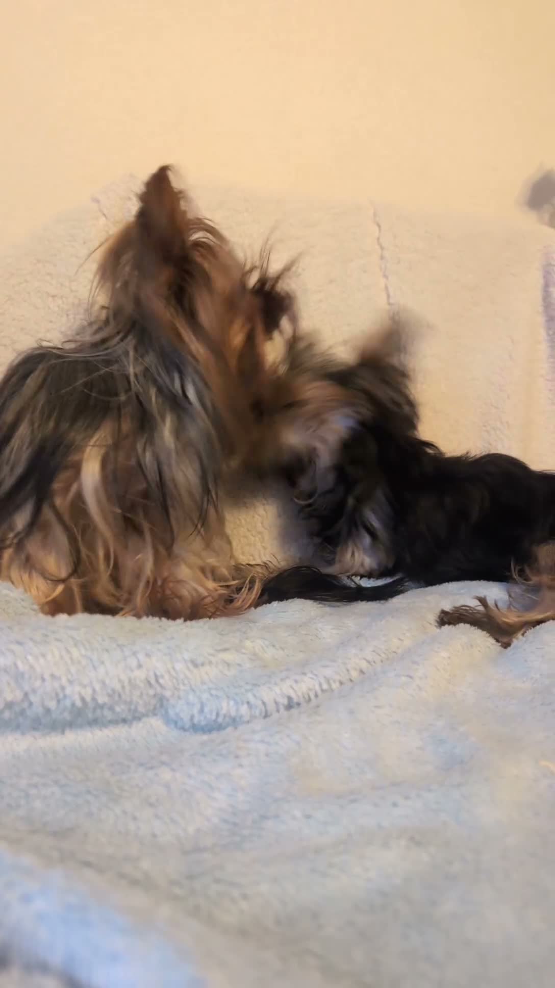 Yorkshire Terrier dogs for sale: Yorkshire Terrier ready for new home  - Video 4