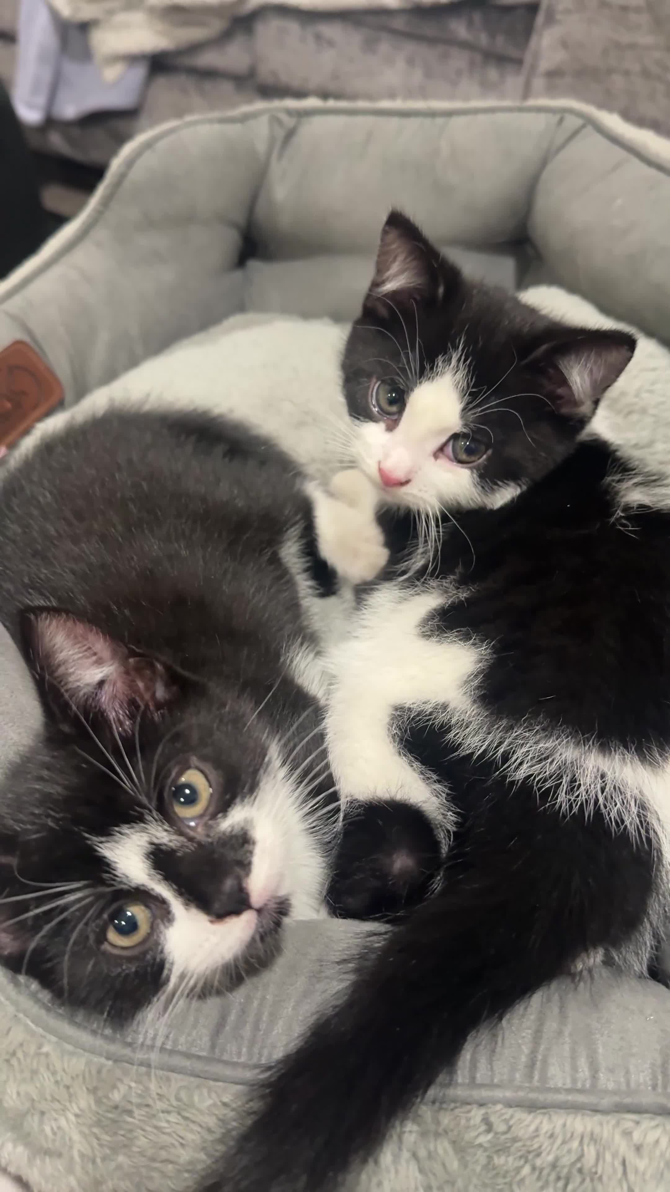 Domestic Shorthair cats for sale: 5 kittens - Video 4