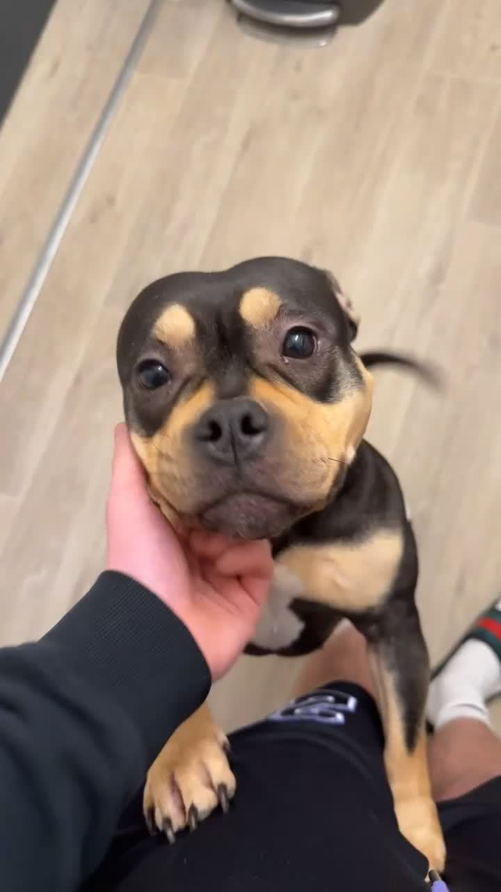 American Bully dogs for sale: Pocket Bully 3years old - Video 2