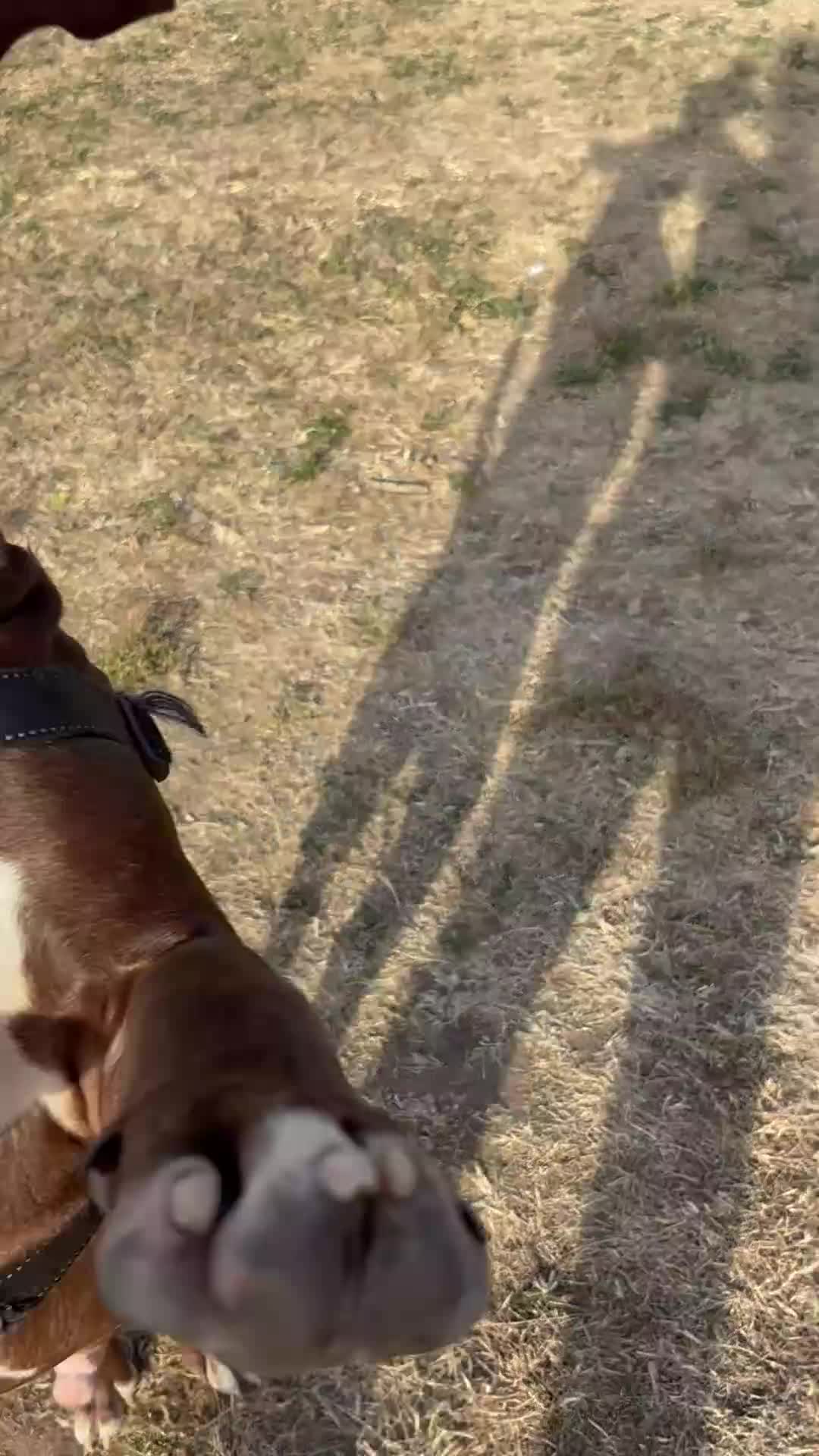 Bullmastiff dogs for sale: Spanish mastiff  - Video 1