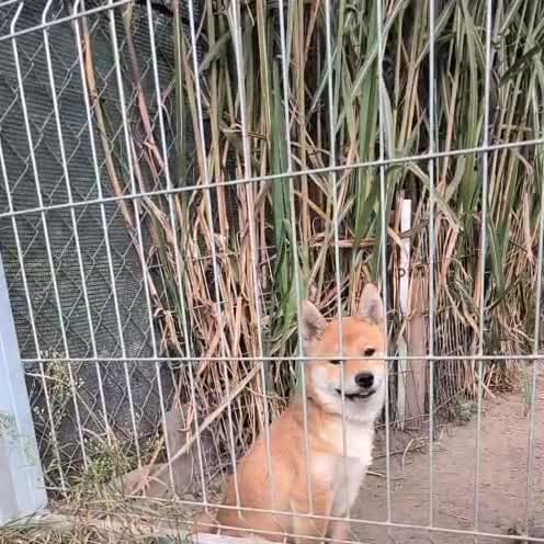 Japanese Shiba Inu dogs for sale: Health tested Japanese Shiba Inu  - Video 3