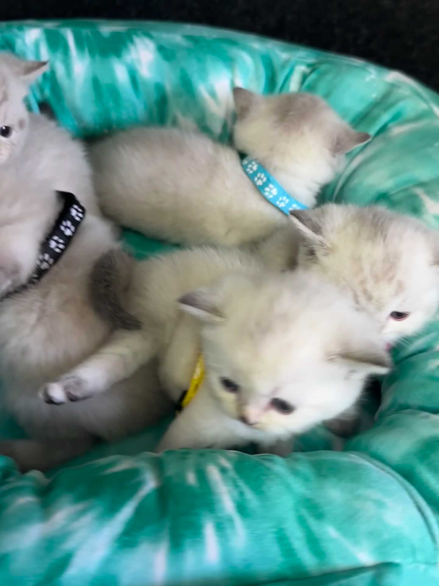 British Shorthair cats for sale: Fluffy Silver BSH kittens - Video 1