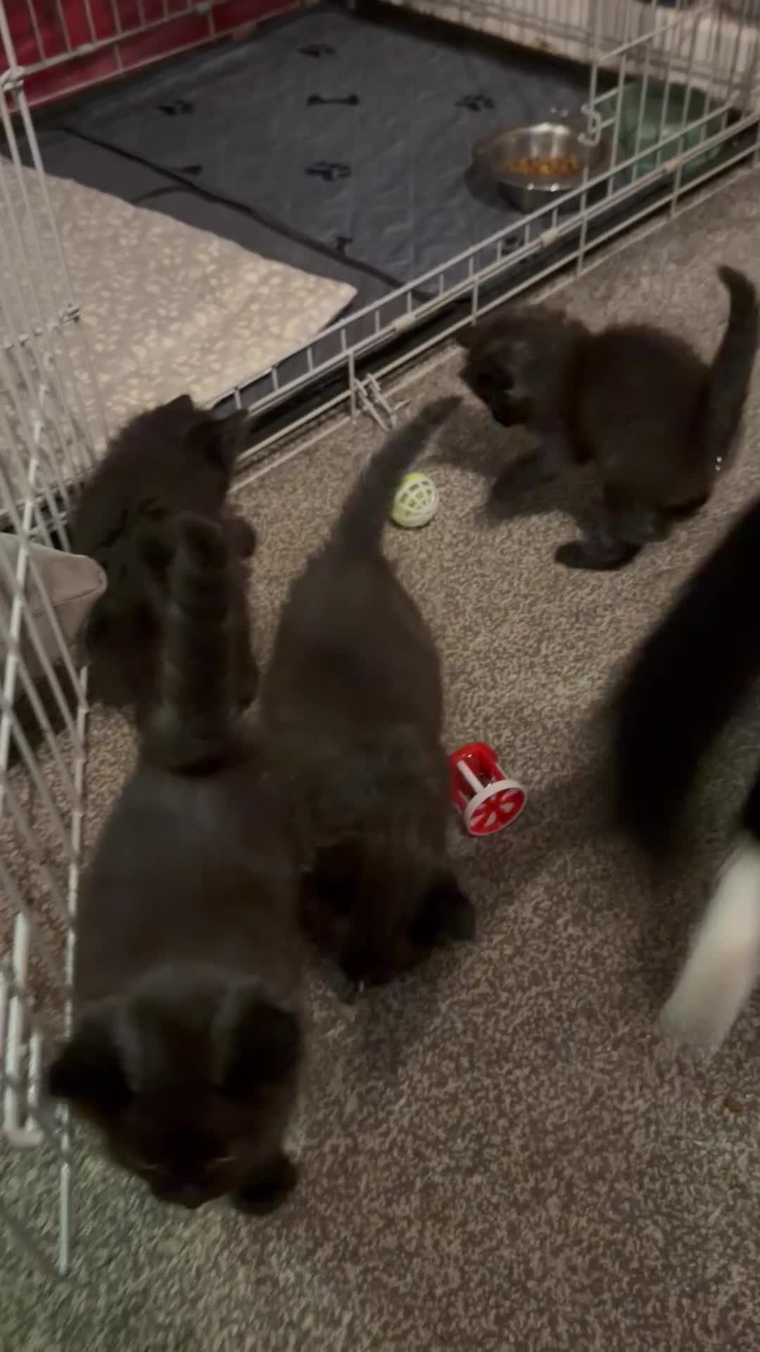 Mixed Breed cats for sale: mixed ragdol - Video 1