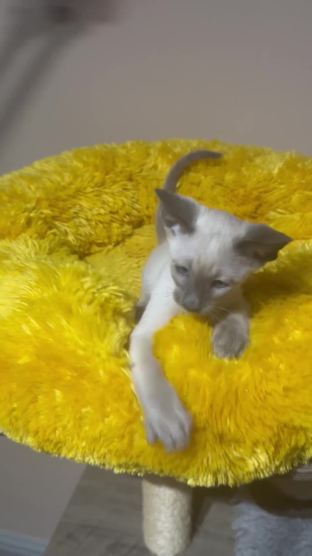 Siamese cats for sale: 2 cute Siamese girls available ready now  - Video 1