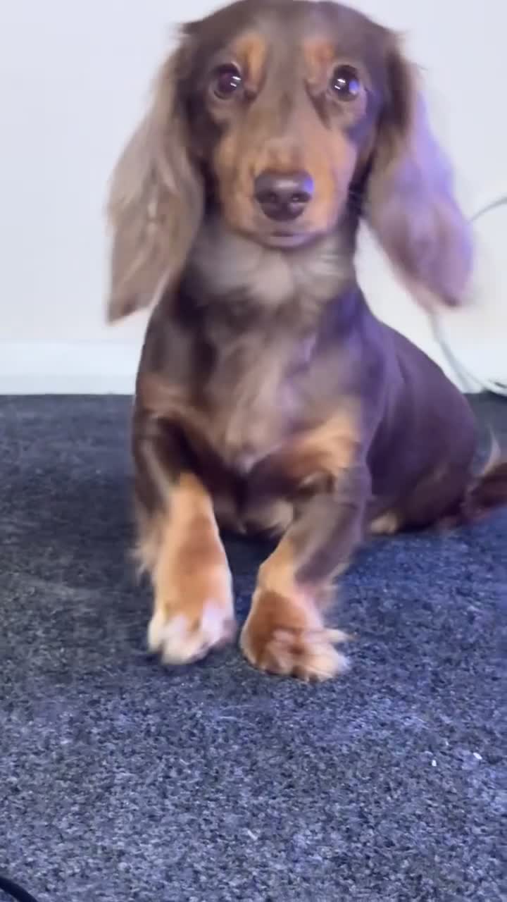 Dachshund dogs for sale:  long haired dachshund GIRL  - Video 1