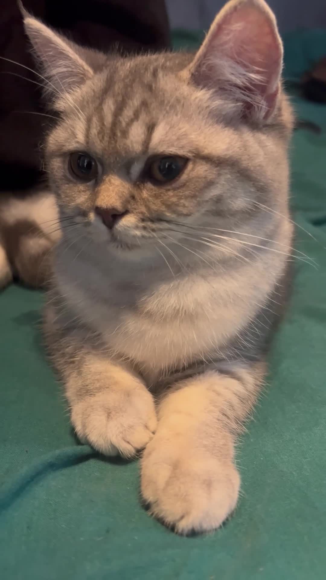 Persian cats for sale: Stunning female Persian kitten available now in Nelson - Video 2