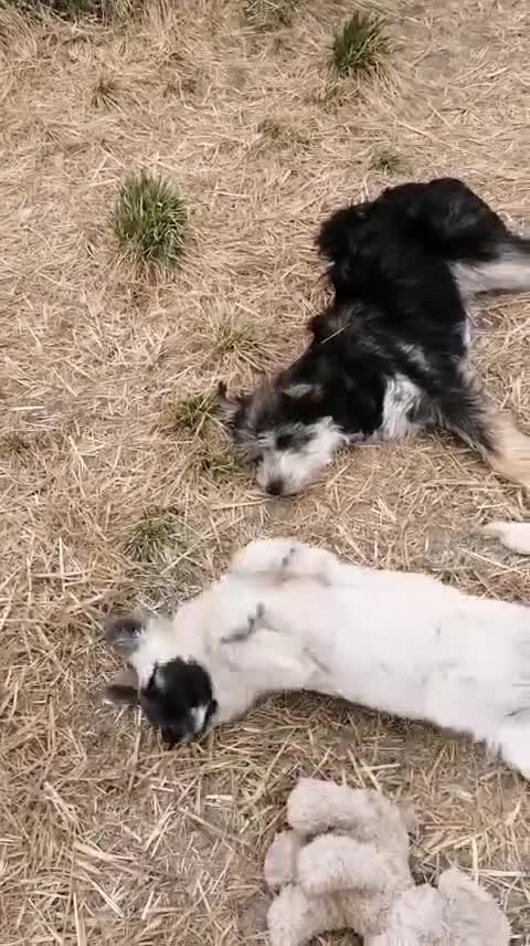 Mixed Breed dogs for adoption: ❤️🐶 KUTUSHA, CINDY & MALIBU in Burton-on-Trent - Video 1