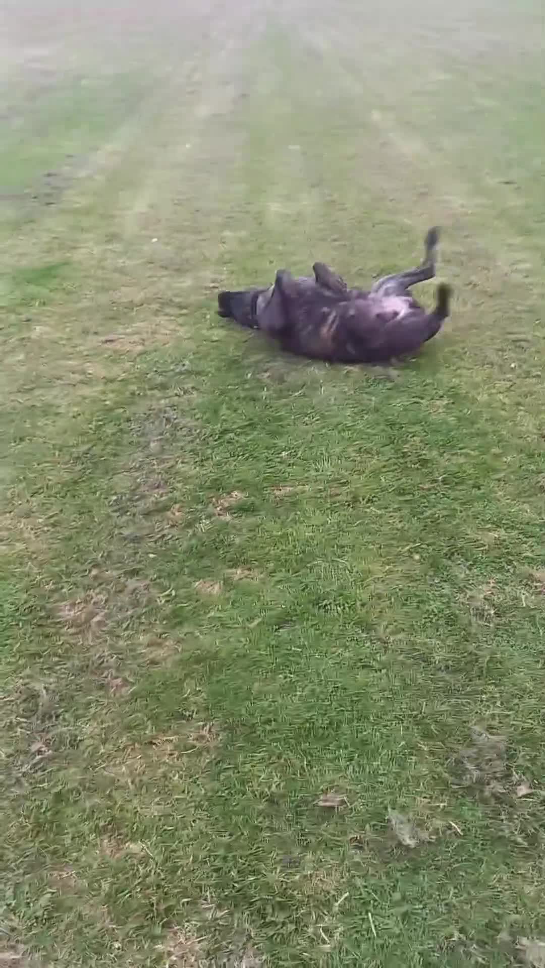Cane Corso dogs for sale: 1 & only uk bloodline - Video 3
