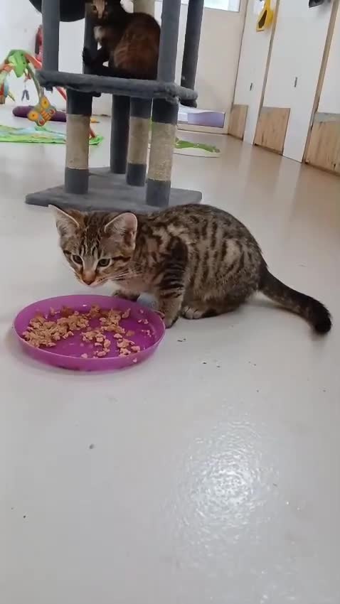 Savannah cats for sale: Two amazing Savannah boys - Video 3