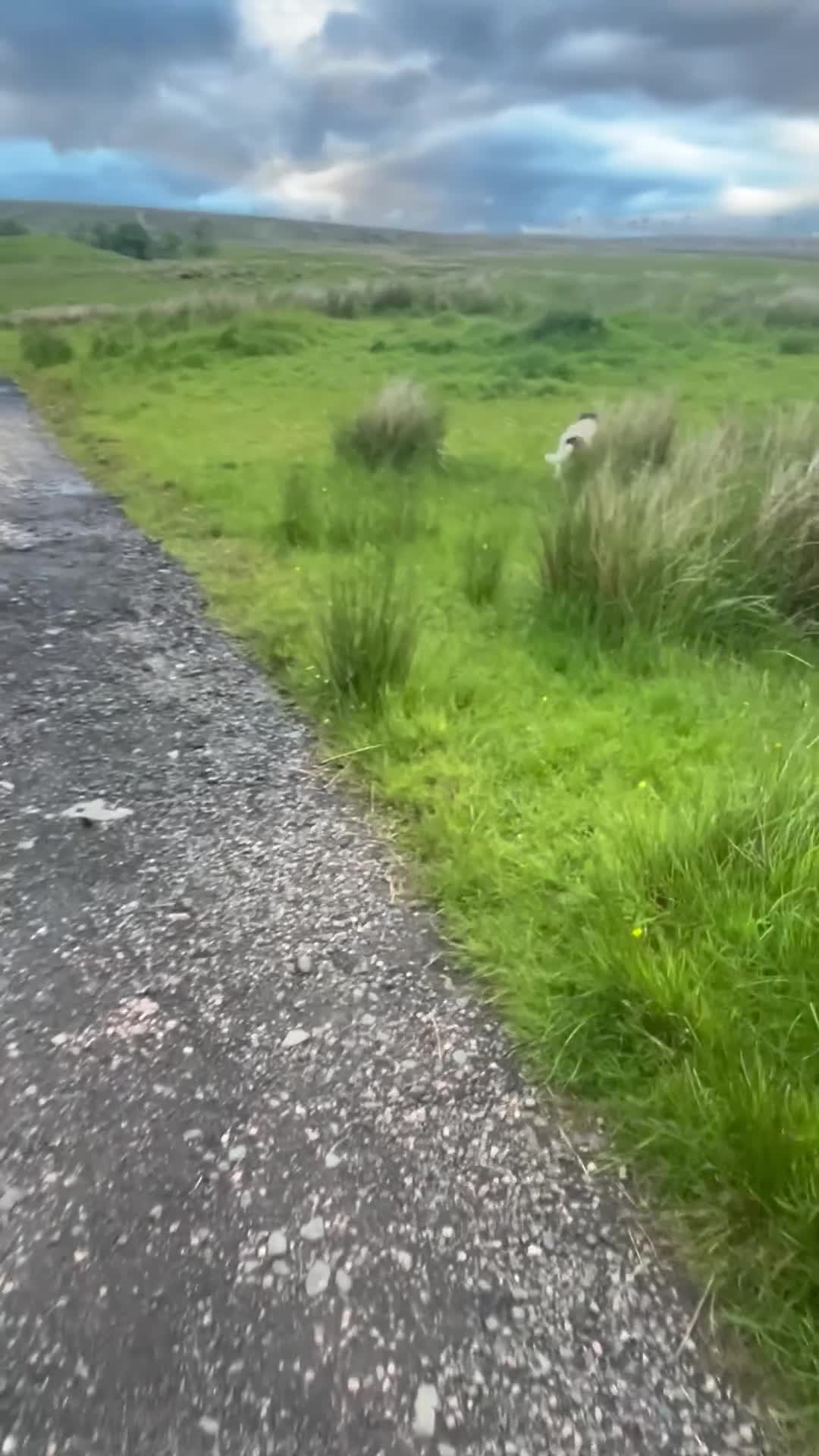 Border Collie dogs for sale: cute little collie female in Doune - Video 1