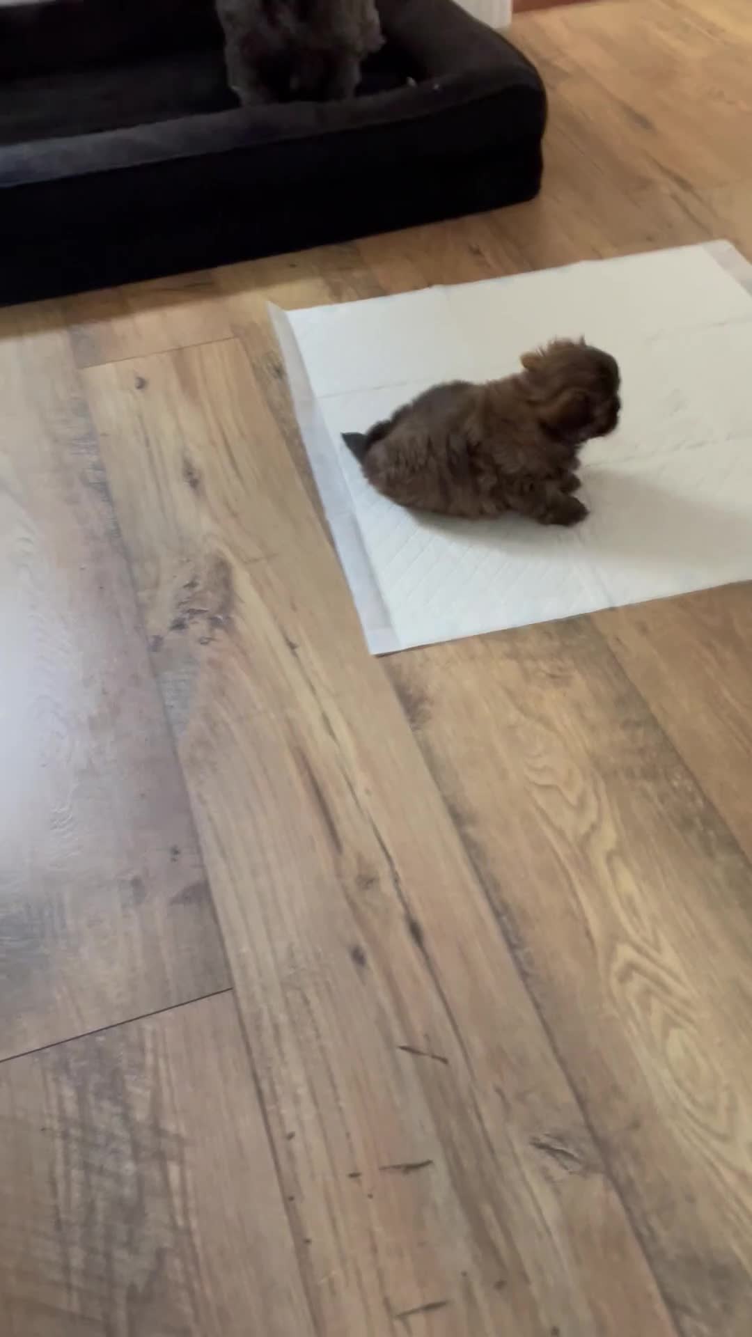 Shih Tzu dogs for sale: Shih Tzu boy  - Video 1