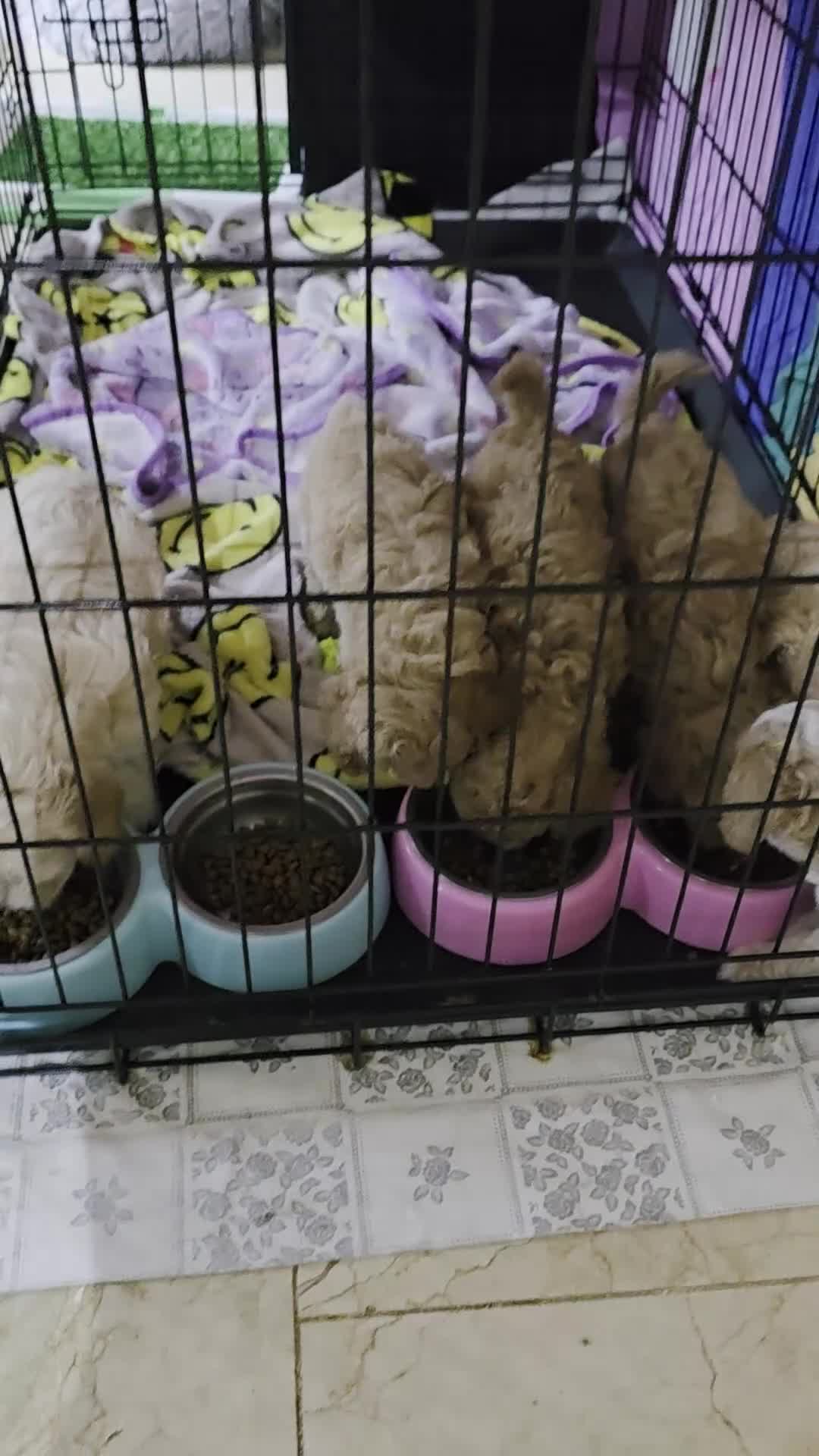 Maltipoo dogs for sale: Maltipoo/toy poodle  - Video 4
