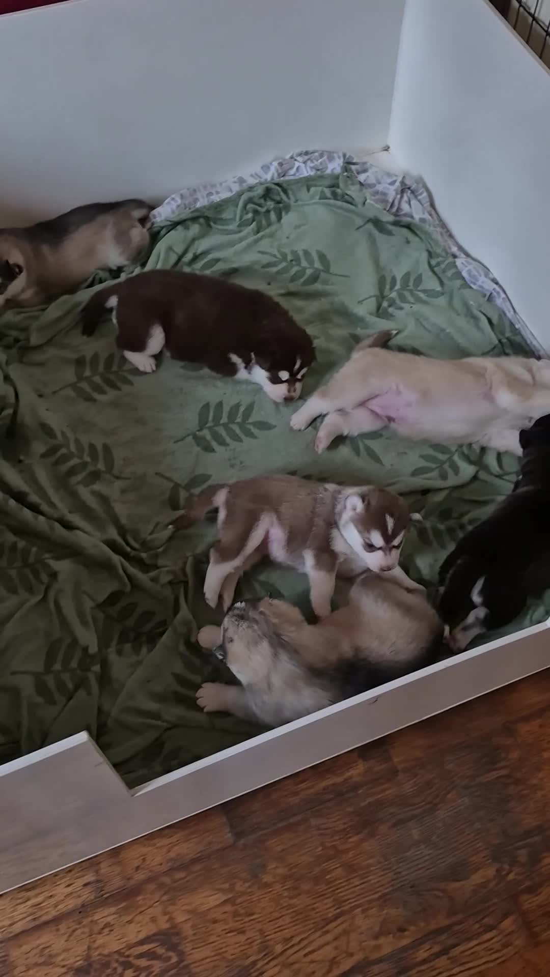 Siberian Husky dogs for sale: Beautiful Siberian Huskies  - Video 2