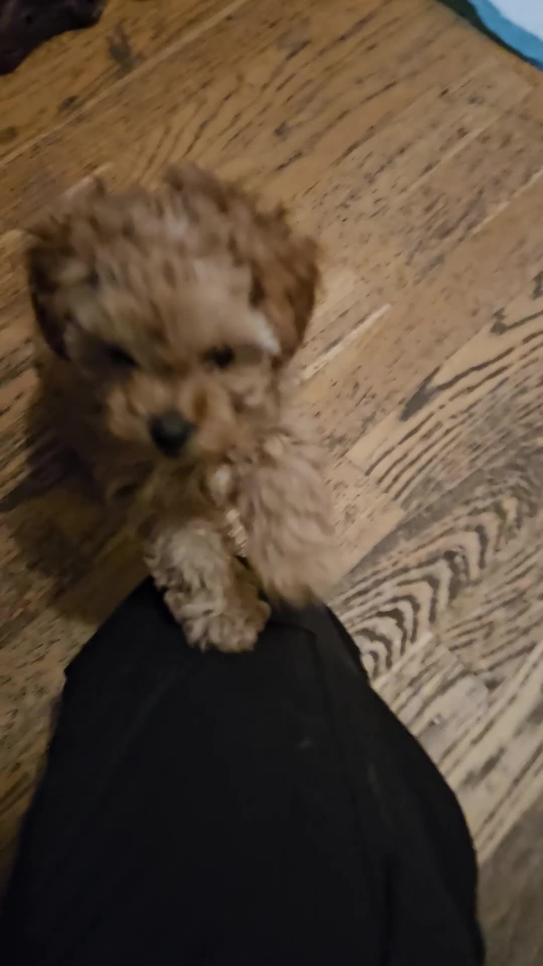 Toy Poodle dogs for sale: Toast - Video 1