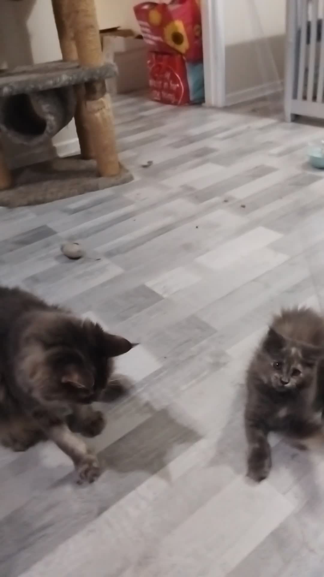 Maine Coon cats for sale: Rare blue/cream smoke maine coon kittens - Video 1