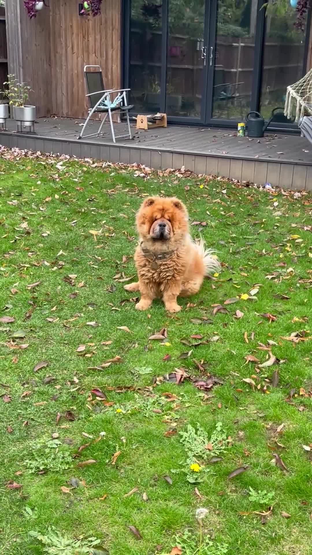 Chow Chow dogs for sale: Teddy - Chow Chow  - Video 1