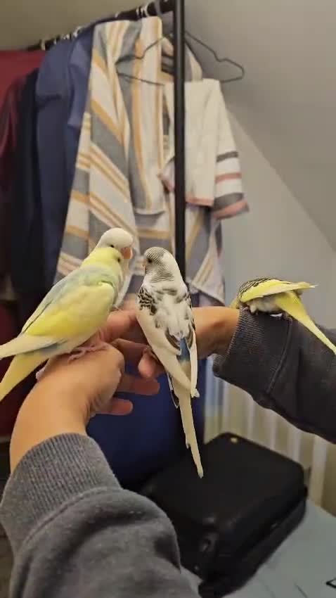 Budgerigars birds for sale: Handreared semitamed and tamed budgies  - Video 3