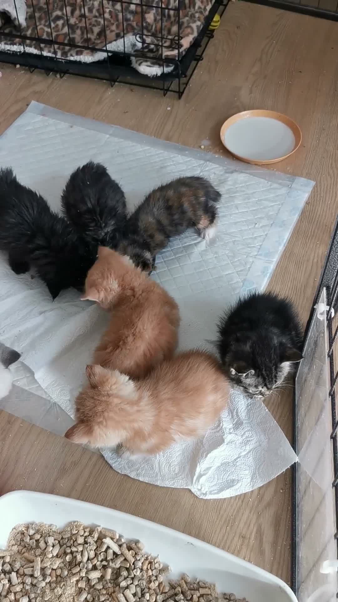 Mixed Breed cats for sale: Pedigree exotic x domestic short haired kittens  - Video 1