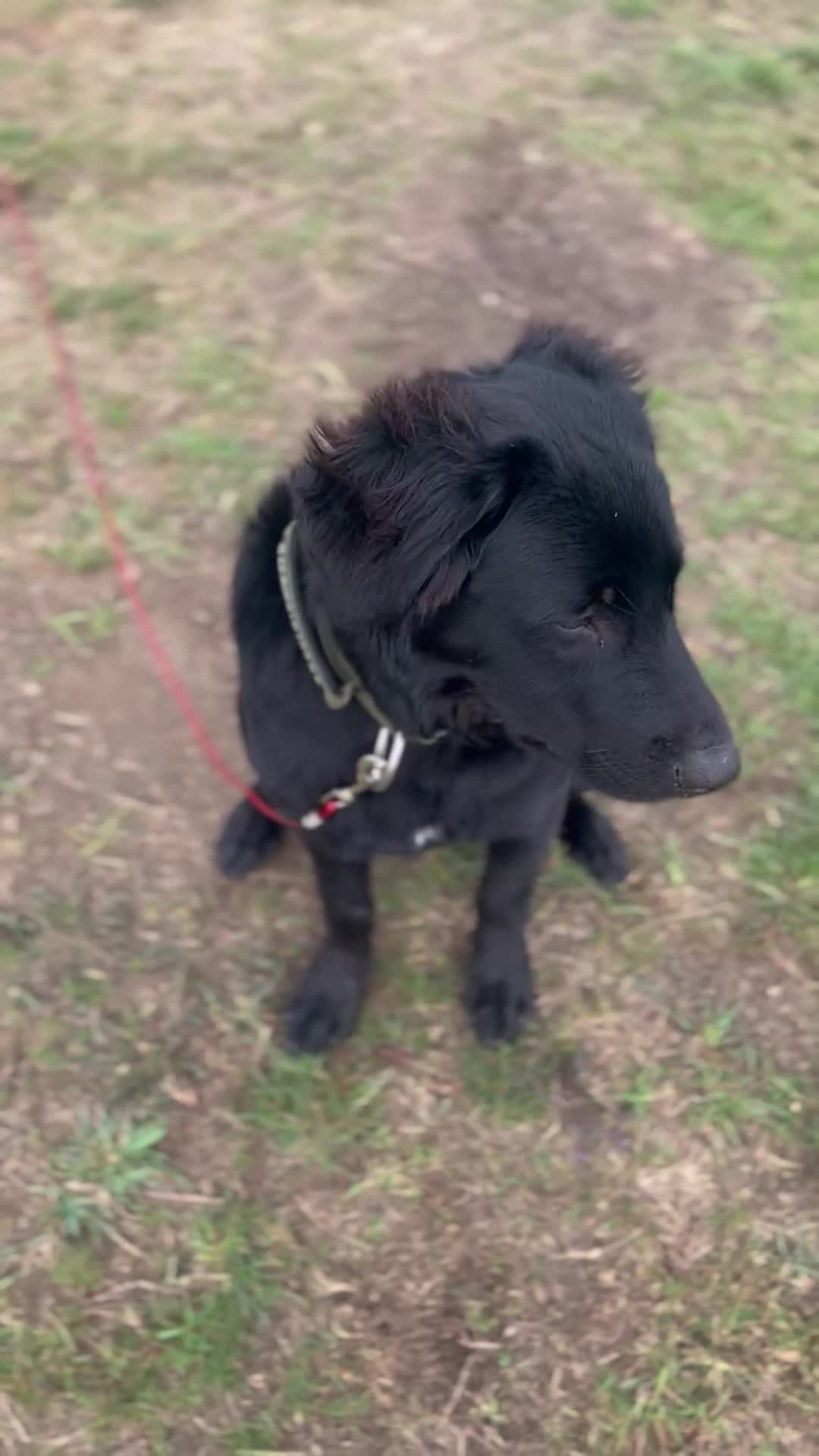 Mixed Breed dogs for sale: Border collie for sale - Video 1