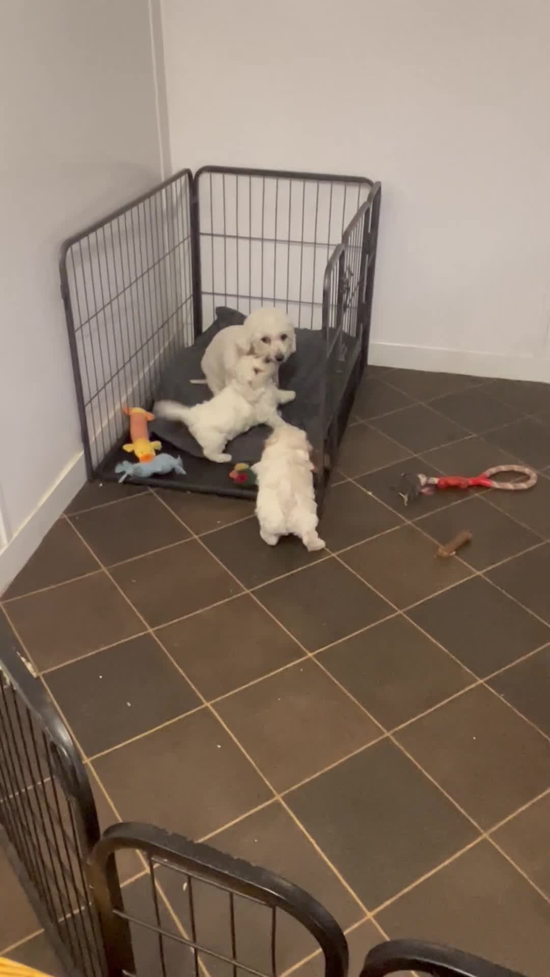 Poochon dogs for sale: Gorgeous Twin Brothers - Video 1