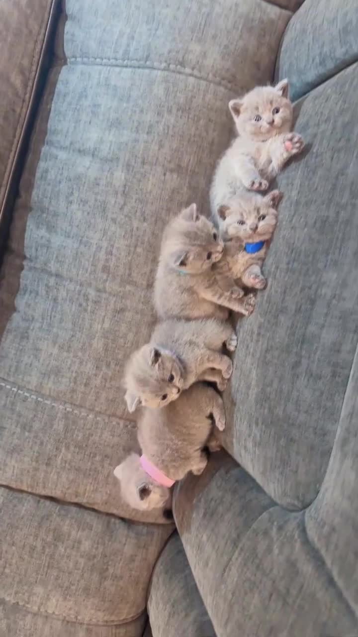 British Shorthair cats for sale: British Shorthair Kittens - Video 3